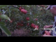 Apple Picker 2 1262